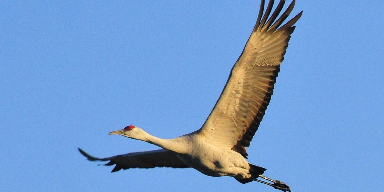 Crane Takes Flight