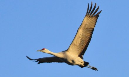 Crane Takes Flight
