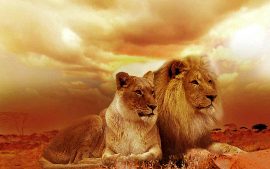 Sensing Animal Spirits