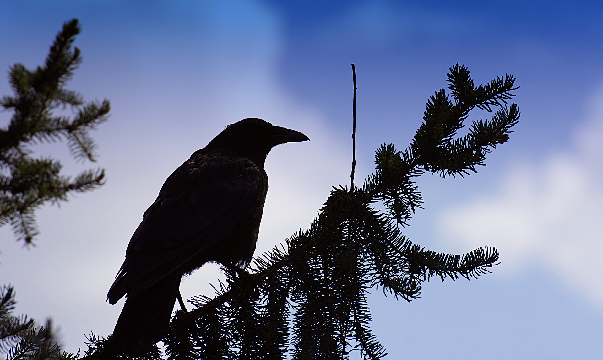 Ворона каркает на дереве. Ворона. Ворон птица. Лесная ворона. Черный ворон.