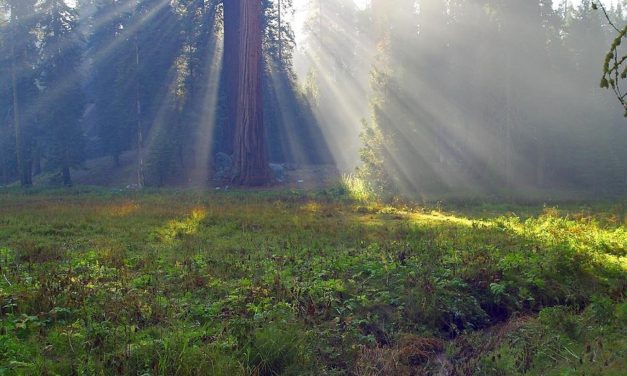 Sequoia Sempervirens