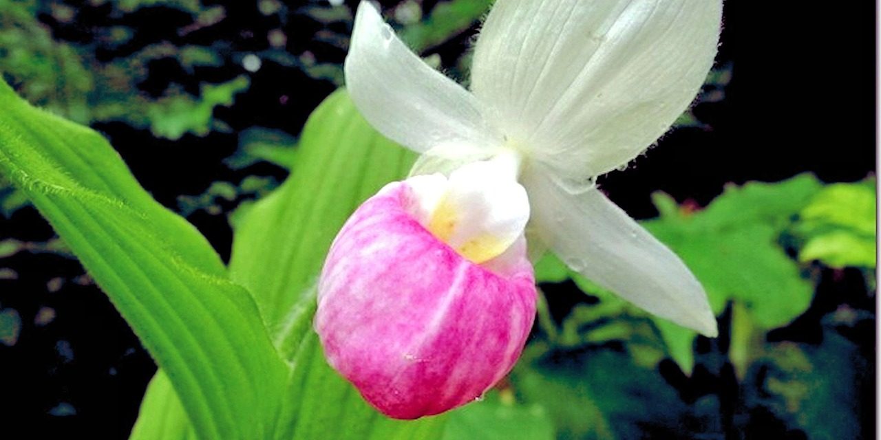 Showy Lady’s Slipper