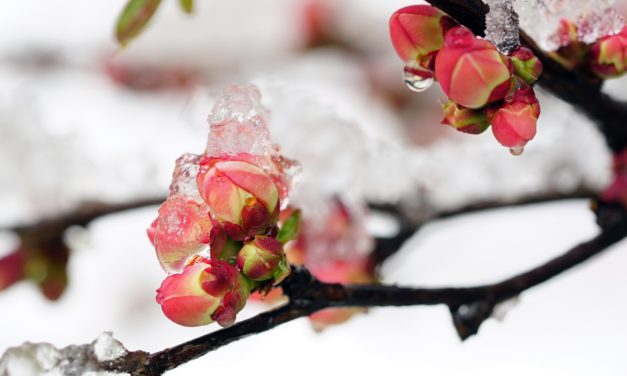 PLUM BLOSSOM