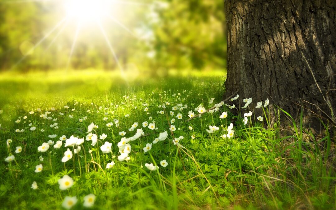 Sacred Meadows