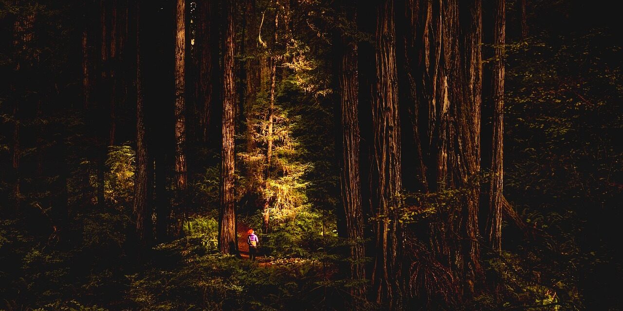 Redwood Lullaby