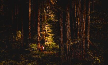 Redwood Lullaby