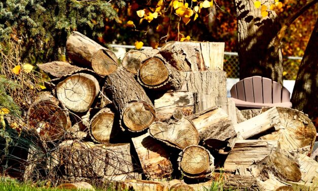 Goddess In The Woodpile