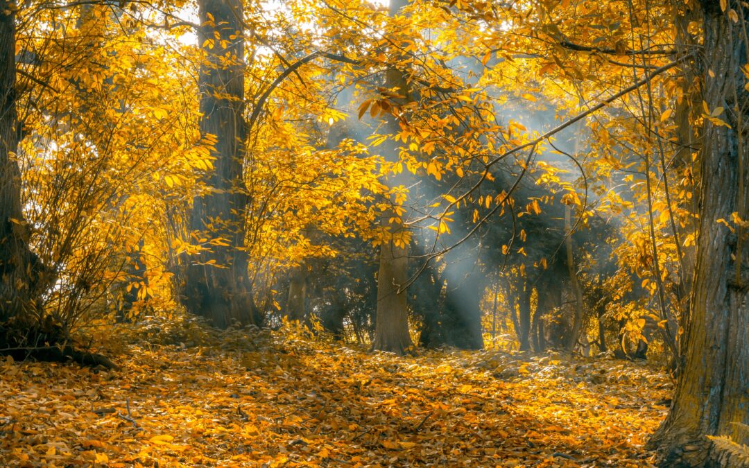 Autumn & Emptying The Cup