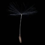 Parachutes of Hope: Reflections on Lent, Baba Yaga, and Palestine