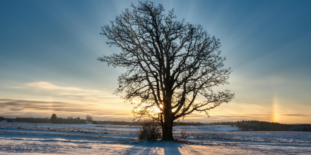 Learning to Love the Sun that Shines in Minnesota