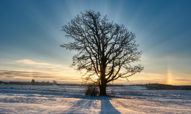 Learning to Love the Sun that Shines in Minnesota