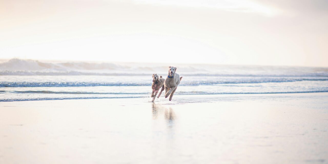 IF THERE ARE ANY HEAVENS. . . .