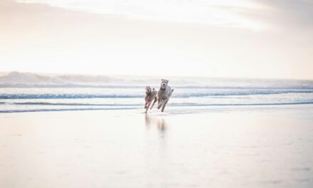 IF THERE ARE ANY HEAVENS. . . .