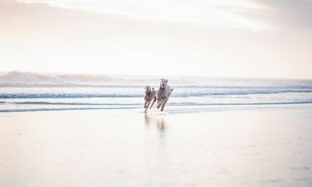 IF THERE ARE ANY HEAVENS. . . .