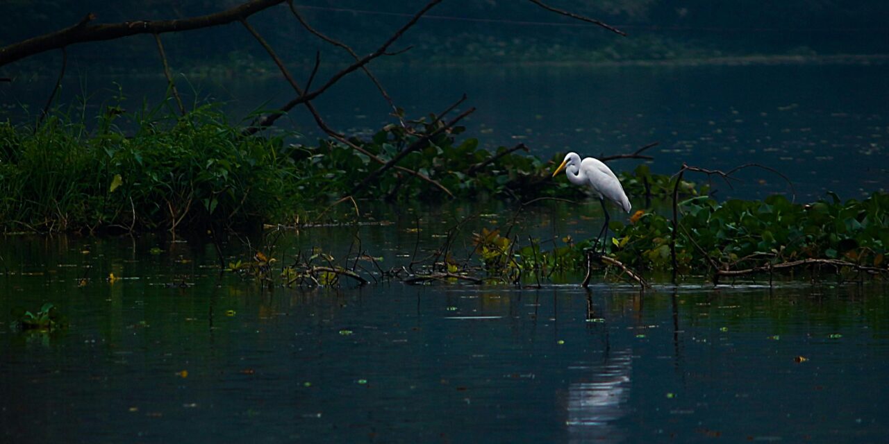 On A Hot Afternoon at the Marsh