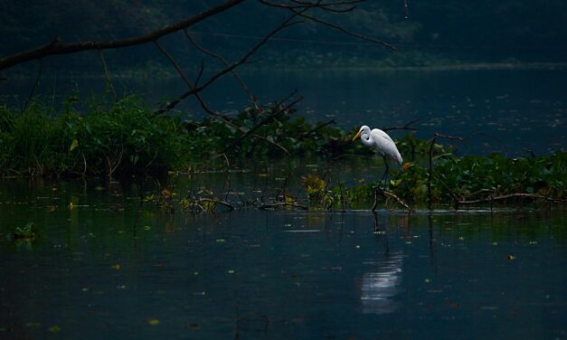 On A Hot Afternoon at the Marsh
