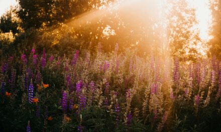 A Slice of Actual Light