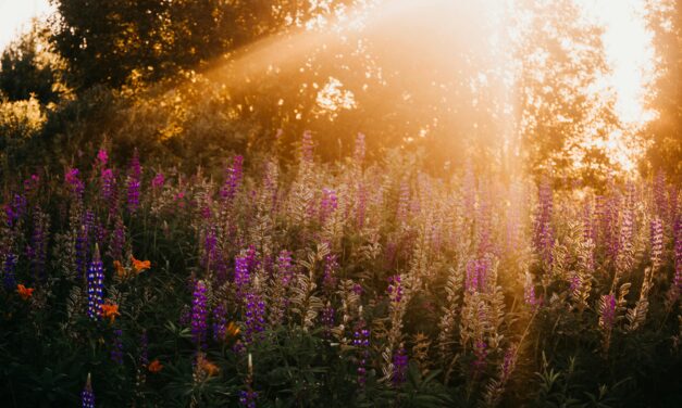 A Slice of Actual Light