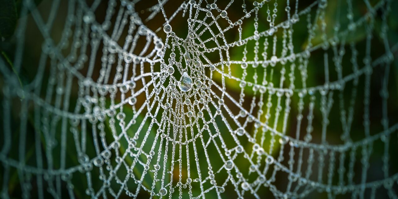 The Orb Weavers