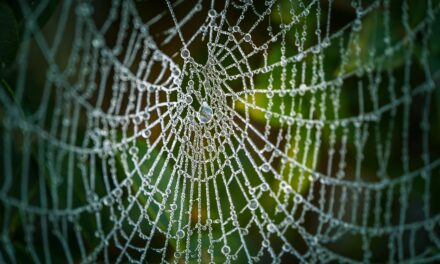The Orb Weavers