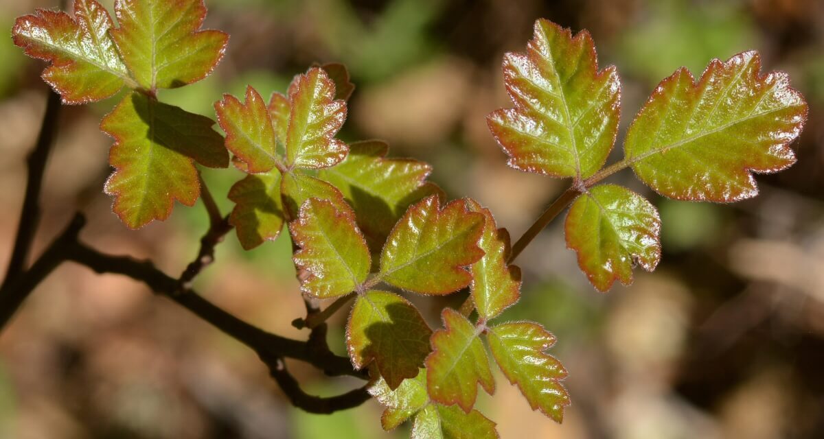 Poison Oak Medicine