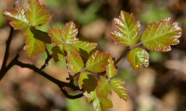 Poison Oak Medicine