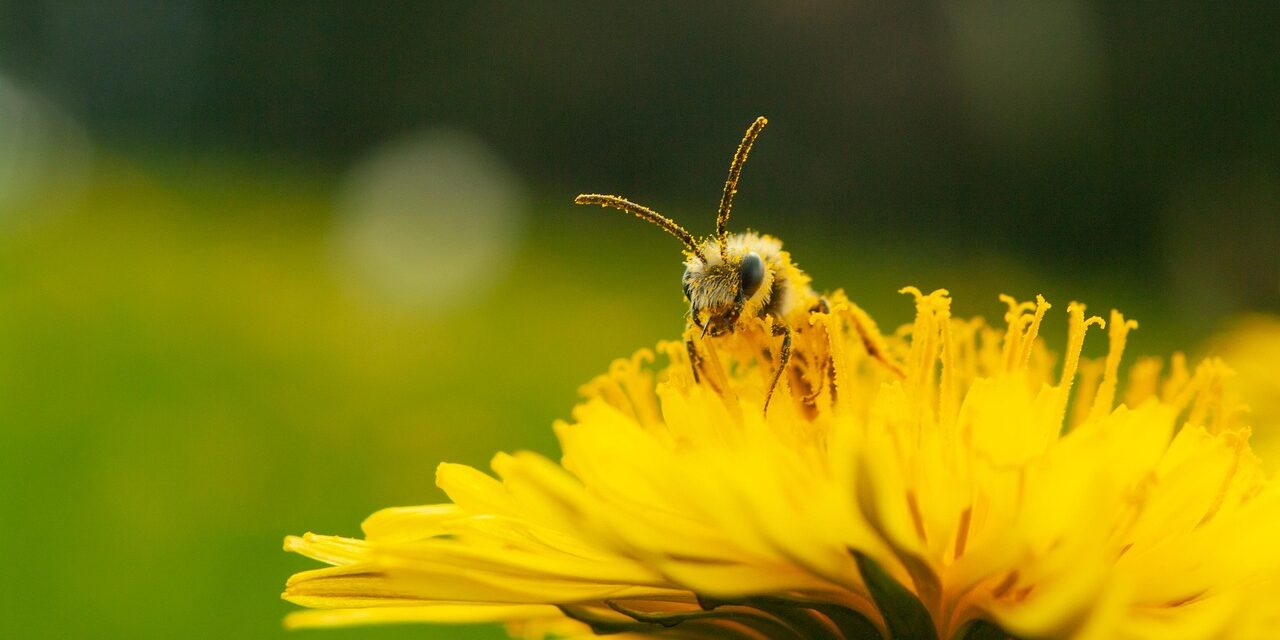 Lessons From Honeybees