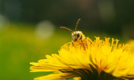 Lessons From Honeybees
