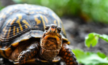 On the Road One Morning