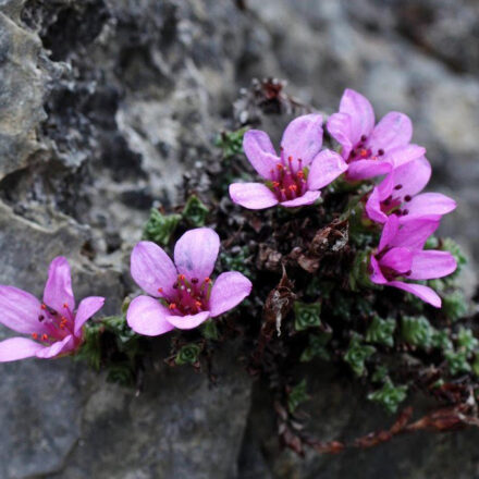 Purple Saxifrage