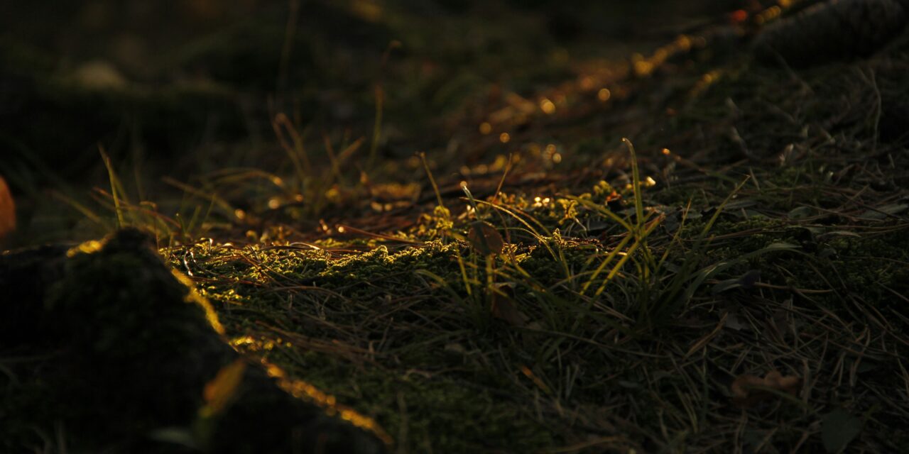 Ode to Metamorphosis