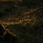 Ode to Metamorphosis