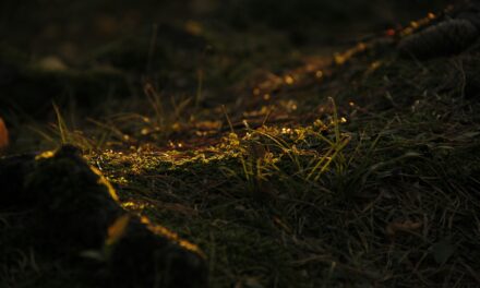 Ode to Metamorphosis