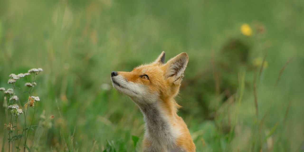 Do Animals Pray? What the Wild Teaches Us About Being Fully Alive