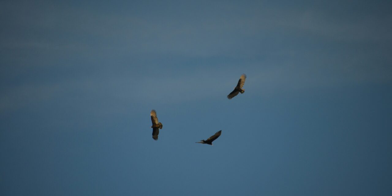 Praise Vultures Soaring