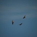 Praise Vultures Soaring