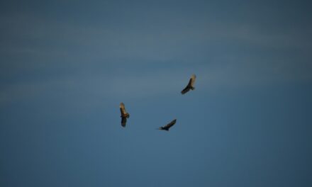 Praise Vultures Soaring