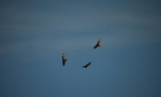 Praise Vultures Soaring