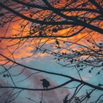 two poems: Jenna Wysong Filbrun