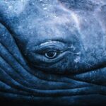 Whale, Bird, and Yia Yia