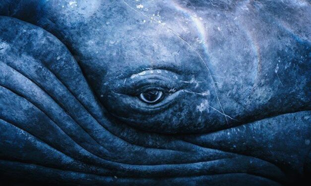 Whale, Bird, and Yia Yia