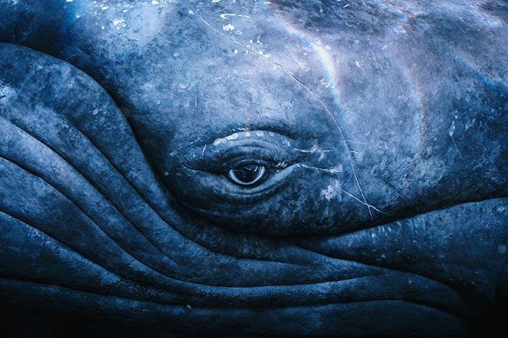 Whale, Bird, and Yia Yia