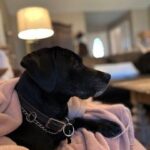 Dog is God Spelled Backwards 