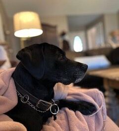 Dog is God Spelled Backwards 