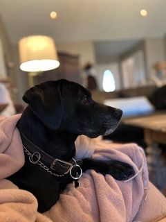 Dog is God Spelled Backwards 