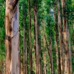 Bloodlines and Botanicals