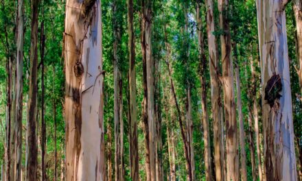Bloodlines and Botanicals