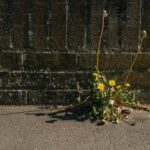 Unintended, Untended, Tender