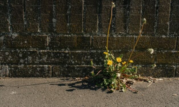 Unintended, Untended, Tender