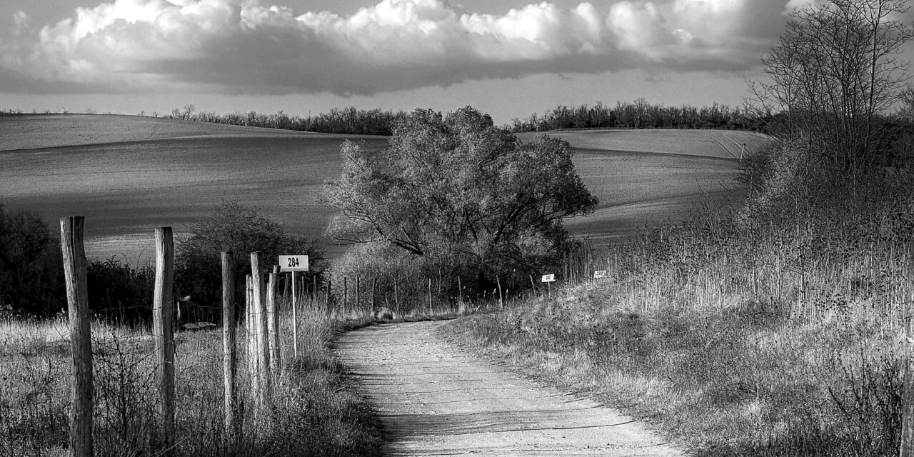 Walking Each Other Home